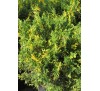 Можжевельник китайский  Плюмоза Ауреовариегата (Plumosa Aureovariegata) С2.